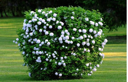 EUROPEAN SNOWBALL VIBURNUM 50 CM  - image 1