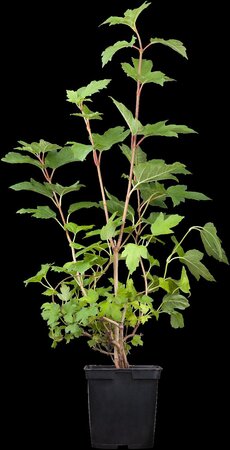 EUROPEAN SNOWBALL VIBURNUM 50 CM  - image 6