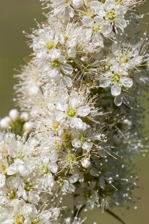 FALSE SPIREA 50 CM - image 6