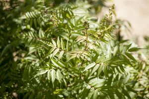 FALSE SPIREA 50 CM - image 2