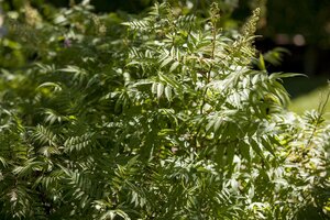 FALSE SPIREA 50 CM - image 3