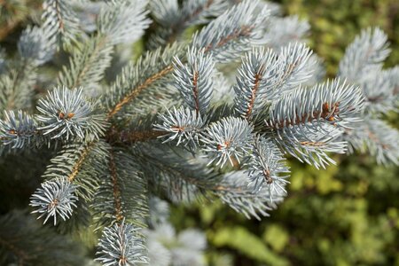 FAT ALBERT SPRUCE 150 CM. - image 1