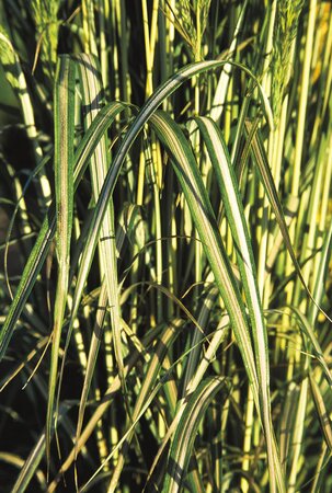 FEATHER REED GRASS AVALANCHE 1G
