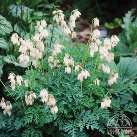 FERN LEAF BLEEDING HEART AURORA 1G