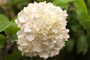 FIRE AND ICE HYDRANGEA 50CM - image 3