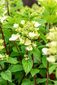 FIRE LIGHT HYDRANGEA 30CM - image 3