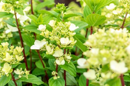 FIRE LIGHT HYDRANGEA 30CM - image 2