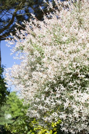 FLAMINGO WILLOW 50 CM  - image 2