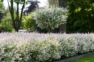 FLAMINGO WILLOW 50 CM  - image 1