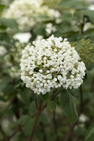 FRAGRANT SNOWBALL VIBURNUM 40C - image 3