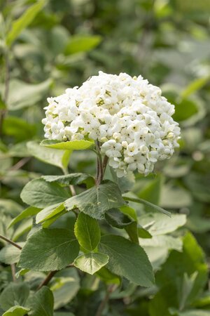 FRAGRANT SNOWBALL VIBURNUM 40C - image 4