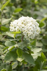 FRAGRANT SNOWBALL VIBURNUM 40C - image 4