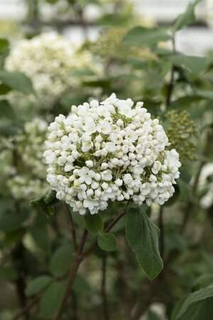 FRAGRANT SNOWBALL VIBURNUM 40C - image 5