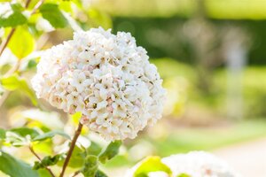 FRAGRANT SNOWBALL VIBURNUM 40C - image 1