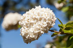 FRAGRANT SNOWBALL VIBURNUM 40C - image 2