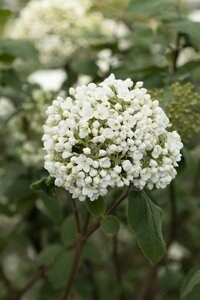 FRAGRANT SNOWBALL VIBURNUM 75CM - image 3