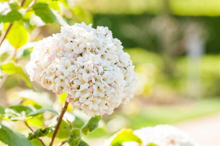 FRAGRANT SNOWBALL VIBURNUM 75CM - image 1