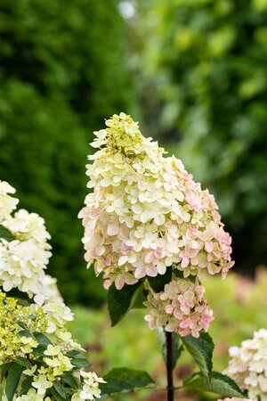 FRAISE MELBA  HYDRANGEA 25CM - image 5