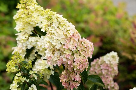 FRAISE MELBA  HYDRANGEA 25CM - image 3