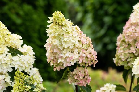 FRAISE MELBA  HYDRANGEA 25CM - image 4