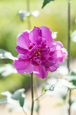 FRENCH CABARET PURPLE HIBISCUS 3G (ROSE OF SHARON) - image 3