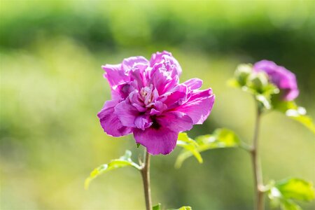 FRENCH CABARET PURPLE HIBISCUS 3G (ROSE OF SHARON) - image 1