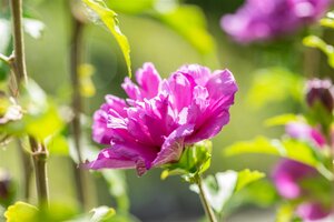 FRENCH CABARET PURPLE HIBISCUS 3G (ROSE OF SHARON) - image 2