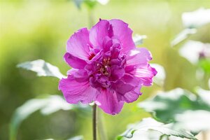 FRENCH CABARET PURPLE HIBISCUS 3G (ROSE OF SHARON) - image 4