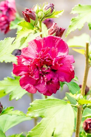 FRENCH CABARET RED HIBISCUS 3G (ROSE OF SHARON) - image 2