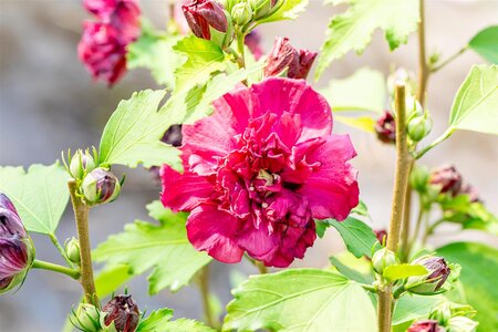 FRENCH CABARET RED HIBISCUS 3G (ROSE OF SHARON) - image 1