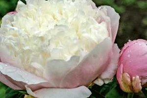 GARDEN PEONY LADY ALEXANDER DUFF 2G