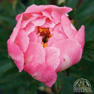 GARDEN PEONY PINK HAWAIIAN CORAL 2G