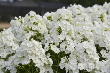 GARDEN PHLOX BACKLIGHT 1G