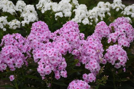 GARDEN PHLOX OPALESCENCE 1G