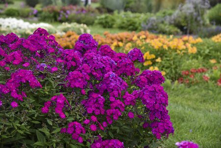 GARDEN PHLOX ULTRAVIOLET 1G