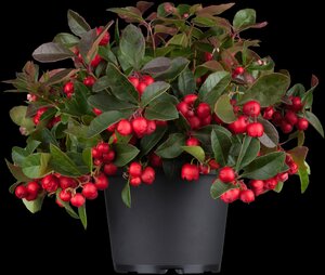 GAULTHERIA - image 3