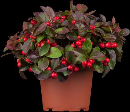 GAULTHERIA - image 4