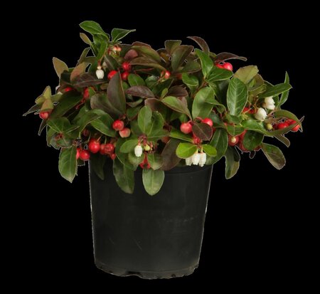 GAULTHERIA - image 1