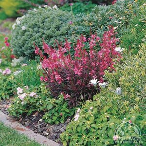 GAURA CRIMSON BUTTERFLIES 1G