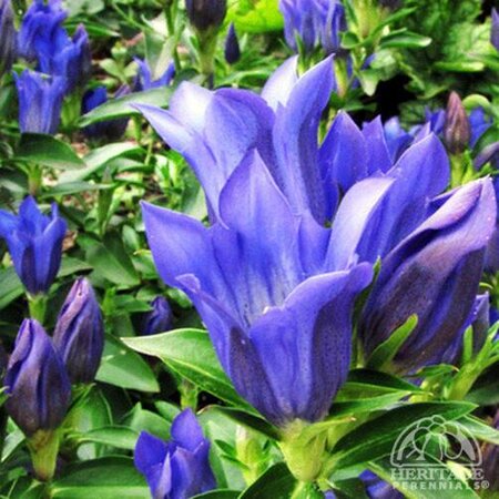 GENTIANA TRUE BLUE 1G