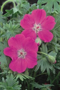 GERANIUM CRANESBILL MAX FREI 1G