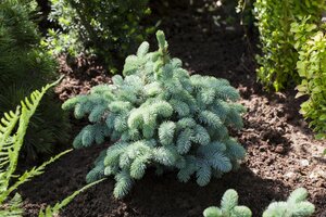 GLOBE BLUE SPRUCE 25 CM. - image 2