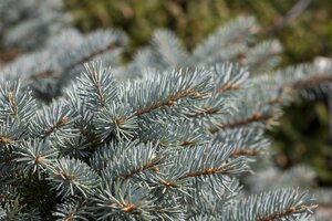 GLOBE BLUE SPRUCE 25 CM. - image 3