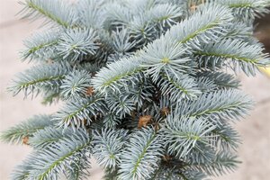 GLOBE BLUE SPRUCE 25 CM. - image 4