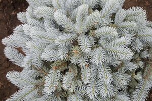 GLOBE BLUE SPRUCE 25 CM. - image 5