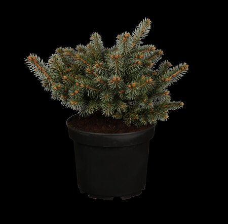 GLOBE BLUE SPRUCE 25 CM. - image 1