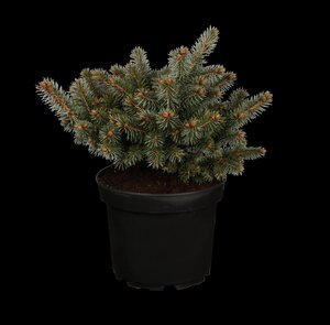 GLOBE BLUE SPRUCE 25 CM. - image 1