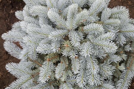 GLOBE BLUE SPRUCE 50 CM - image 4