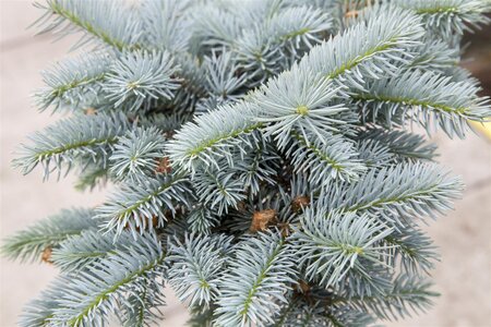 GLOBE BLUE SPRUCE 70 CM STD - image 2