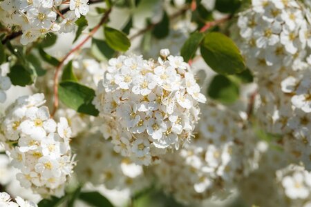 GLOW GIRL SPIREA 20CM - image 2